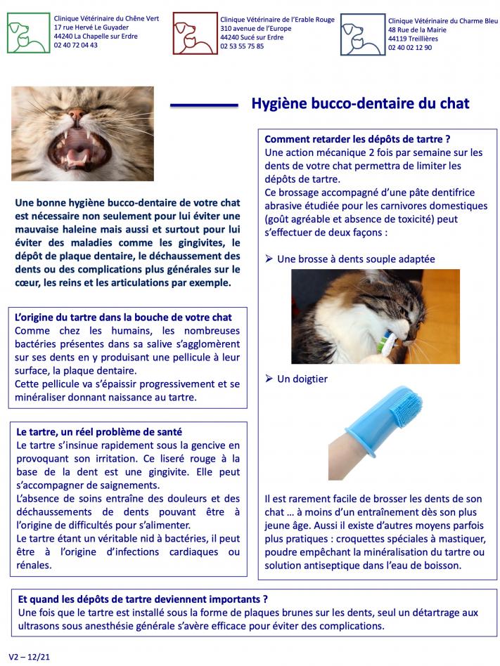 Hygiène bucco-dentaire du chat
