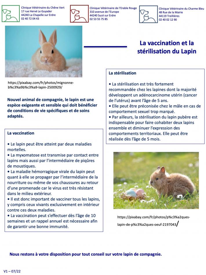 La vaccination et la stérilisation du lapin